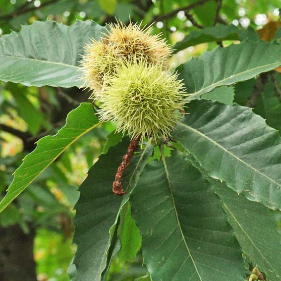 CASTANEA sativa  CTR 3L