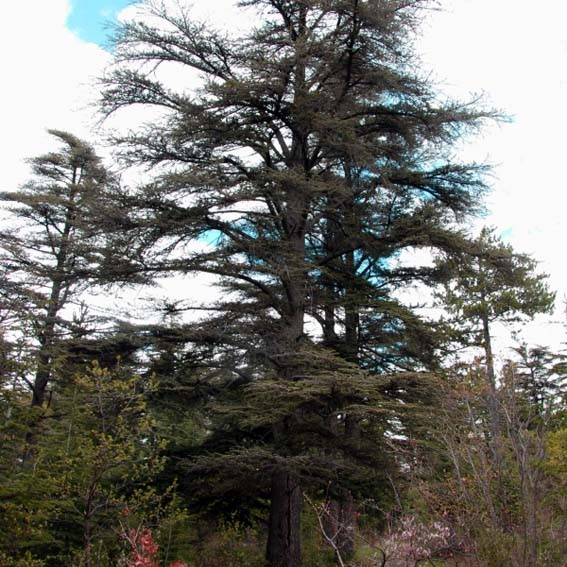 CEDRUS atlantica Mont...