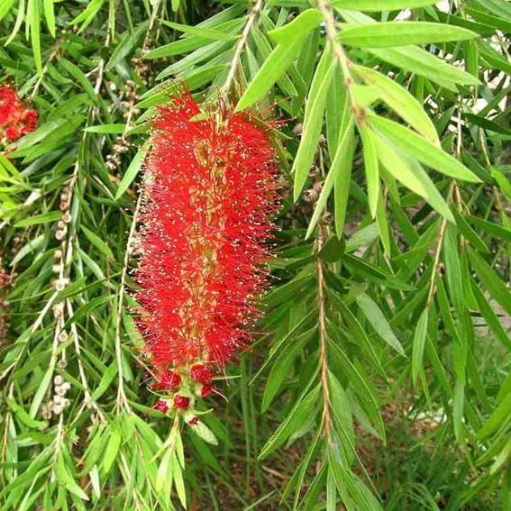 CALLISTEMON viminalis...