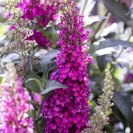 Buddleja Hot Raspberry BUDDLEJA davidii Buzz hot raspberry ® CTR 3L