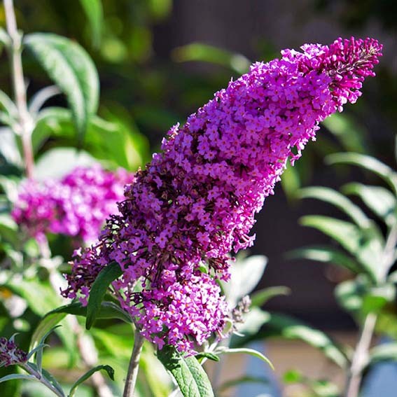 BUDDLEJA davidii Buzz...