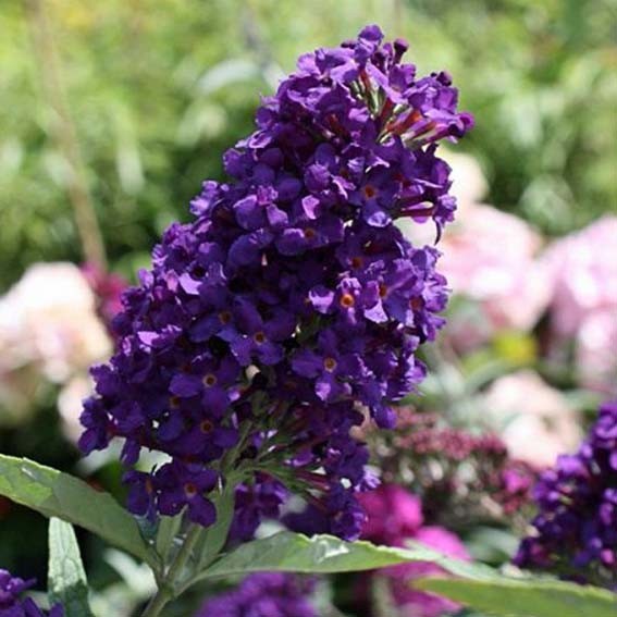 BUDDLEJA davidii Buzz...