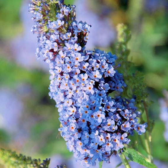 BUDDLEJA davidii Buzz sky...