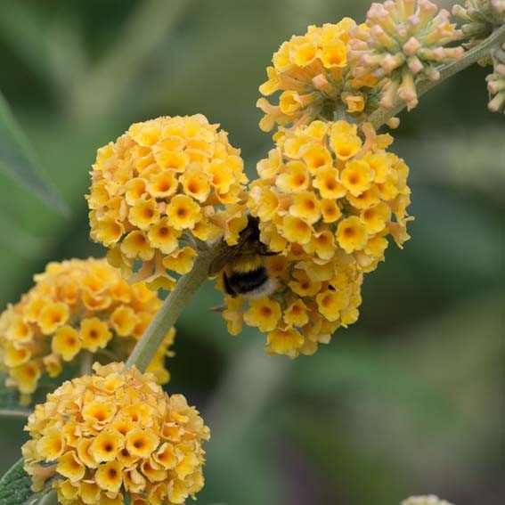 BUDDLEJA x weyeriana...