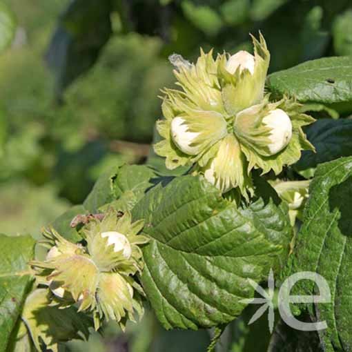 CORYLUS avellana Corabel...