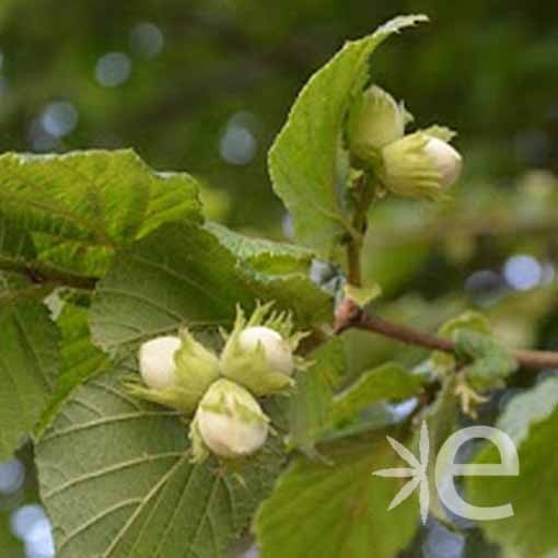 CORYLUS avellana Merveille...