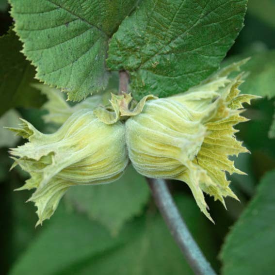 CORYLUS avellana Pawetet...