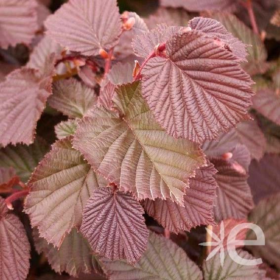 CORYLUS avellana Rouge de...