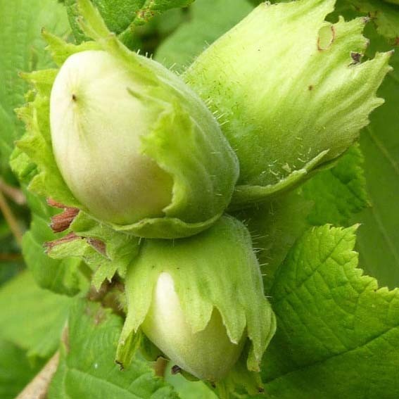 CORYLUS avellana Tonda di...