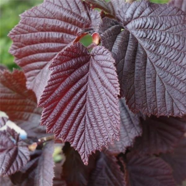 CORYLUS maxima Purpurea CTR 3L