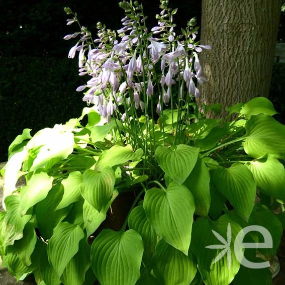 HOSTA  Albopicta CTR 3L