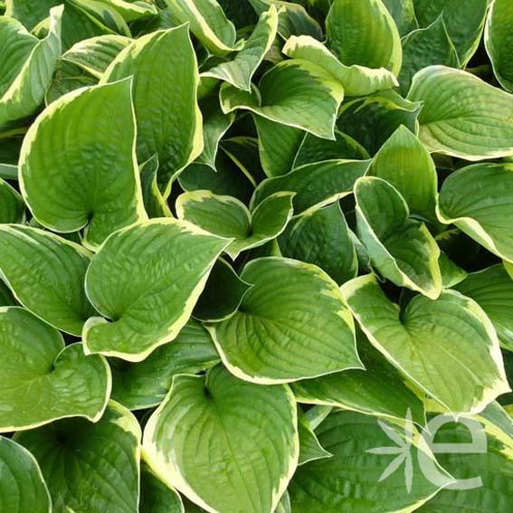 HOSTA  Aureomarginata CTR 3L