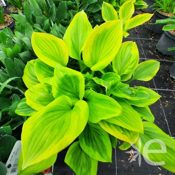 HOSTA  Golden tiara CTR 3L