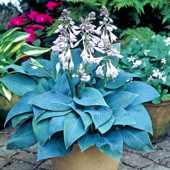 HOSTA  Hakyon CTR 3L