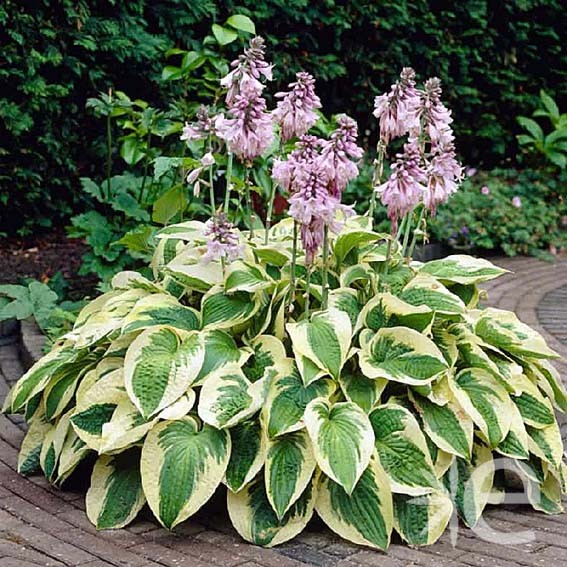 HOSTA  White brin CTR 3L