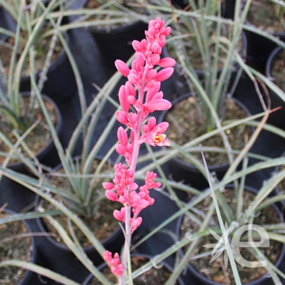 HESPERALOE parviflora Rubra...