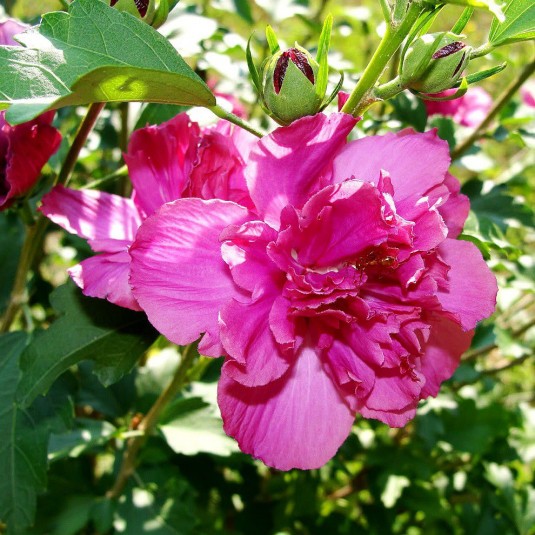 HIBISCUS syriacus Summer...