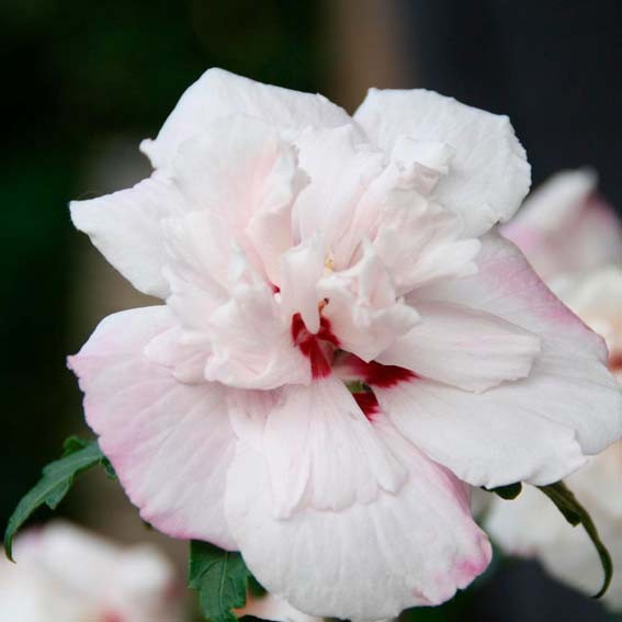 HIBISCUS syriacus Summer...