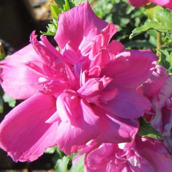 HIBISCUS syriacus Summer...