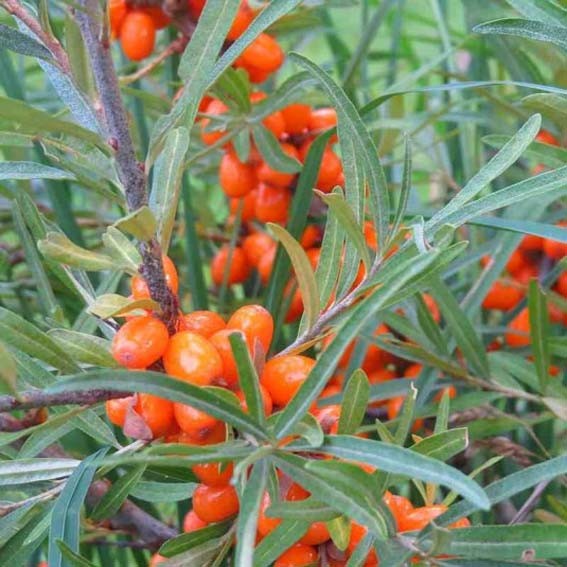 HIPPOPHAE rhamnoides Julia...