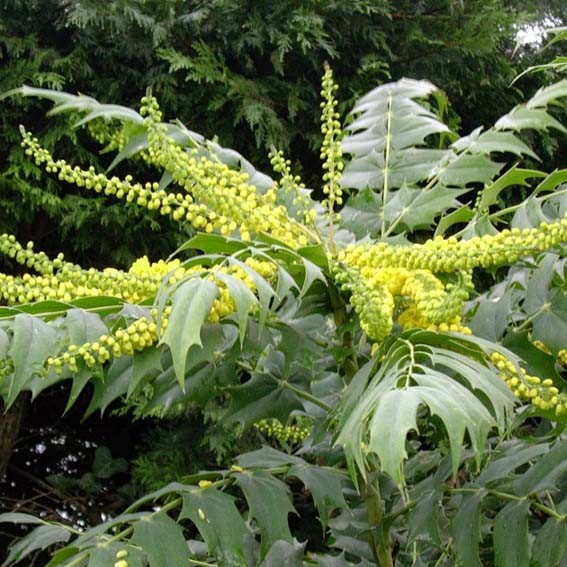 MAHONIA x media Charity CTR 3L