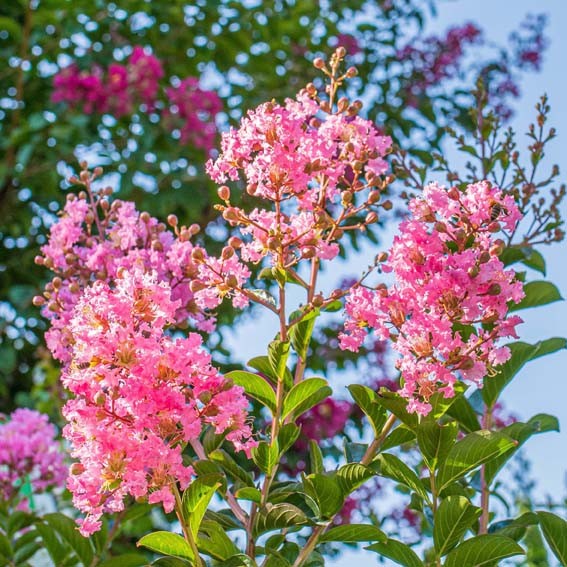 LAGERSTROEMIA indica Emilie...