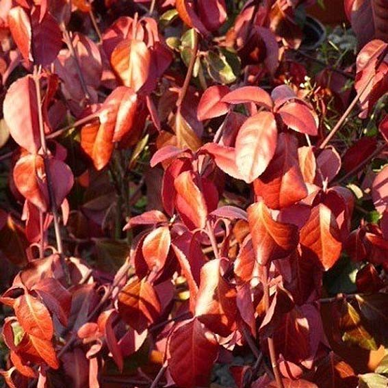 EUONYMUS fortunei Coloratus...