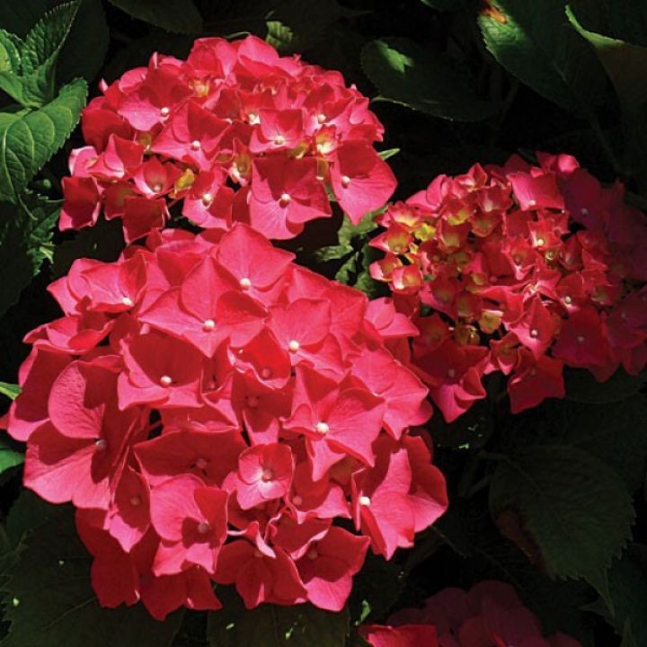 HYDRANGEA macrophylla Masja...