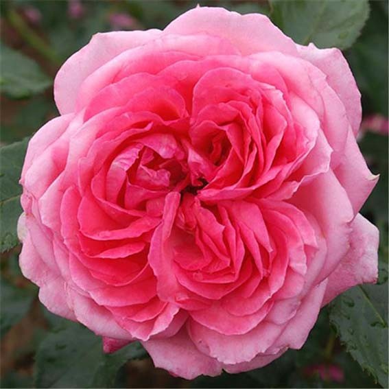 ROSIER parfumé Rose de...