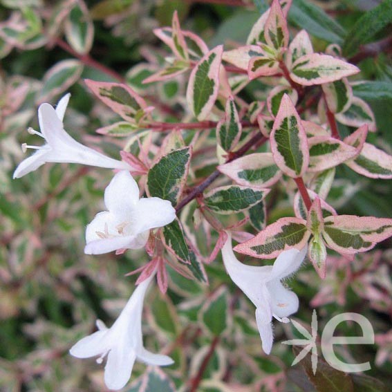 ABELIA x grandiflora...