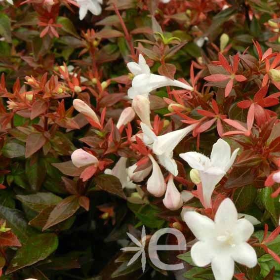 ABELIA x grandiflora...