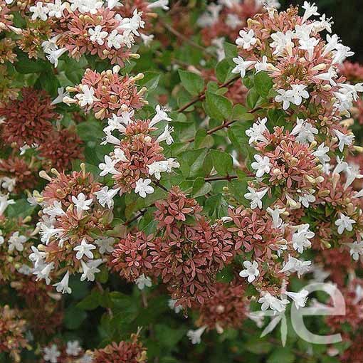 ABELIA x grandiflora...