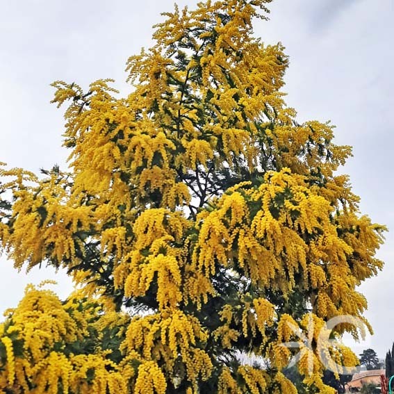 ACACIA dealbata Gaulois CTR...