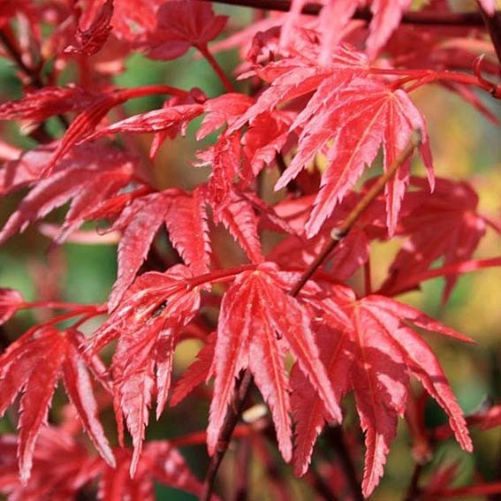 ACER palmatum Deshojo. CTR 6L