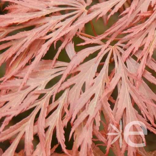 ACER palmatum Dissectum...