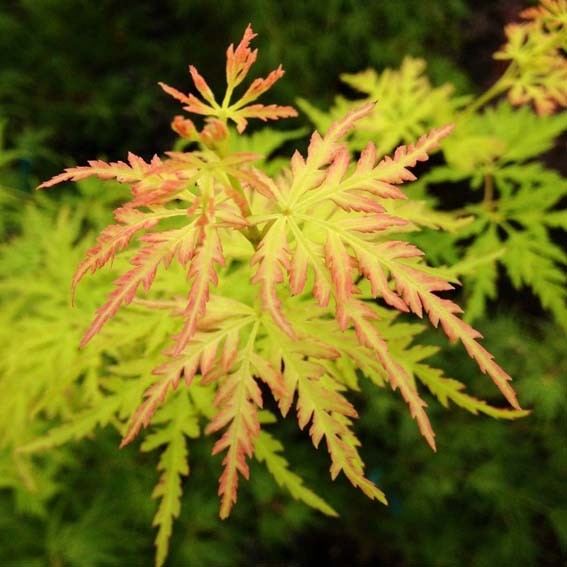 ACER palmatum Dissectum...