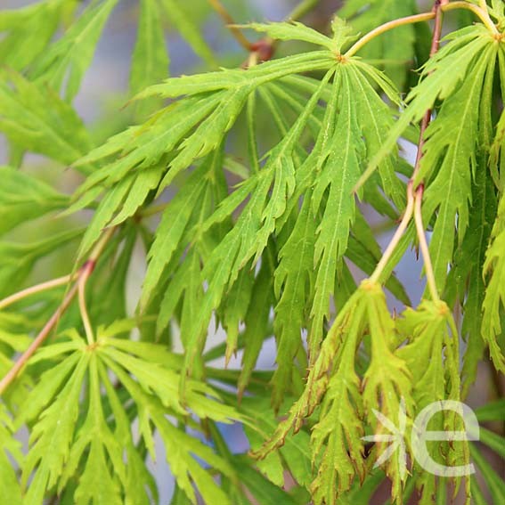 ACER palmatum Dissectum...