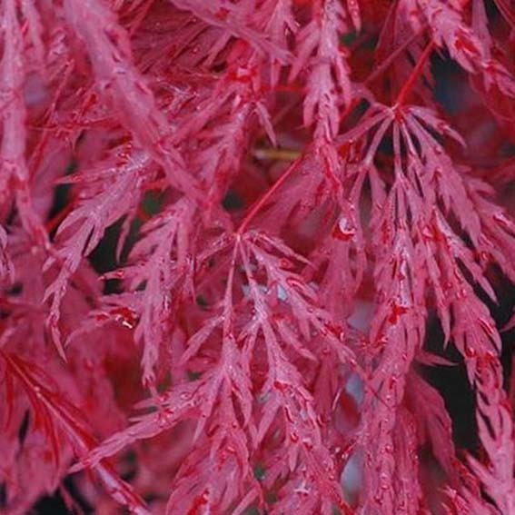 ACER palmatum Inaba-shidare...