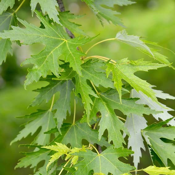 ACER saccharinum CTR 20L...