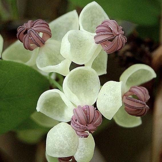 AKEBIA quinata Cream form...