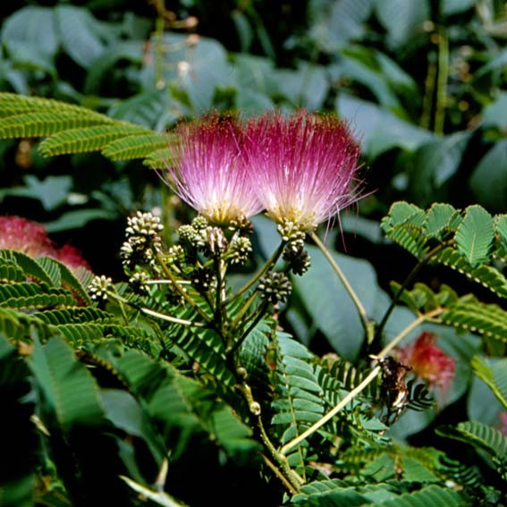 ALBIZIA julibrissin...