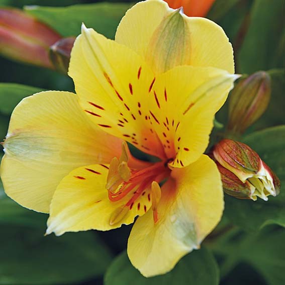 ALSTROEMERIA Spring valley...