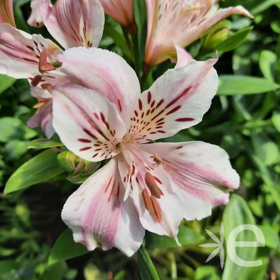 ALSTROEMERIA rose duchesse...