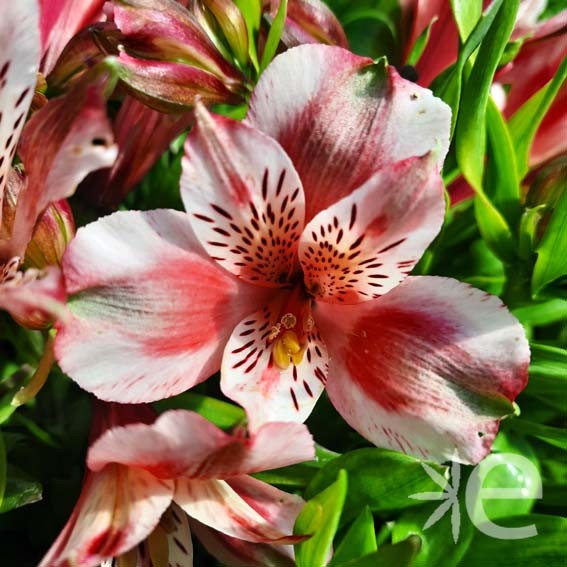 ALSTROEMERIA x Mini roxane...