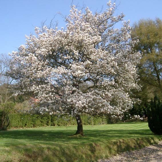 AMELANCHIER canadensis CTR...