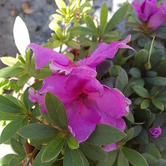 AZALEA japonica Lila CTR 6L