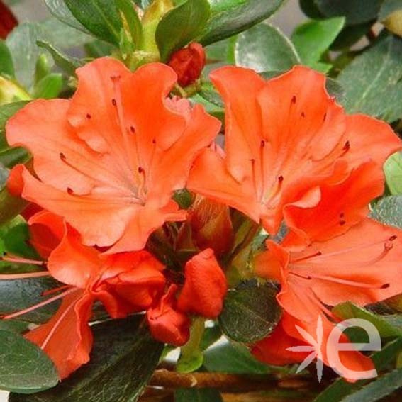 AZALEA japonica Orange CTR 6L