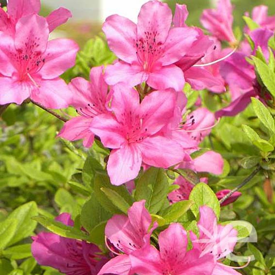 AZALEA japonica Rose CTR 6L