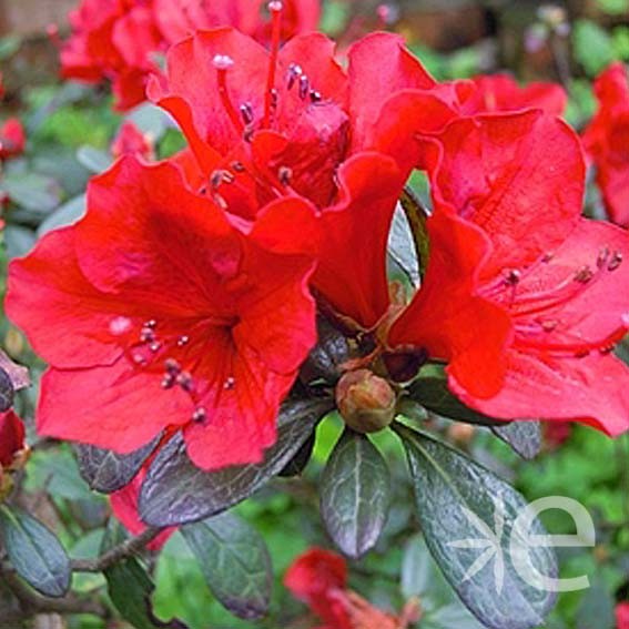 AZALEA japonica Rouge CTR 6L