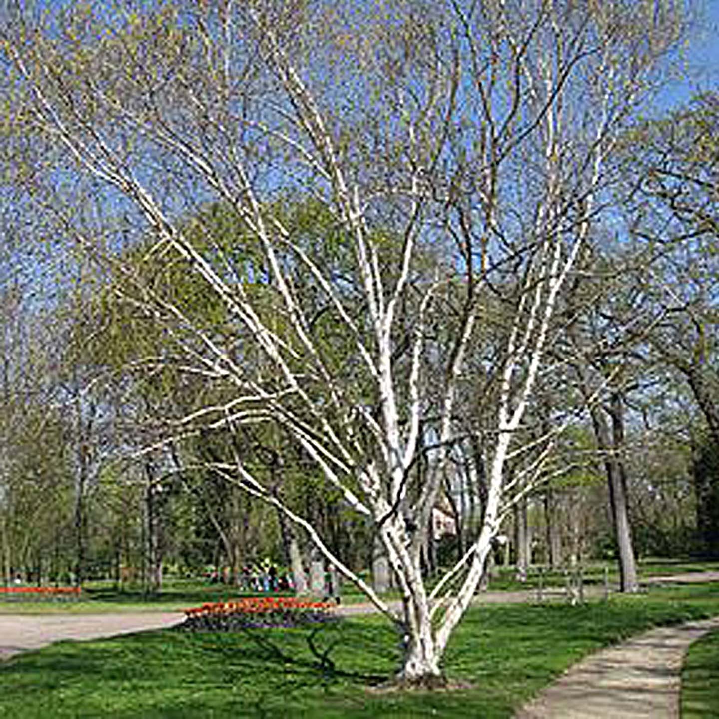 BETULA utilis Doorenbos CTR...